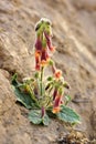 A blooming Rehmannia glutinosa in dry land Royalty Free Stock Photo