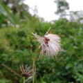 Blooming Resilience: The Majestic Journey of the Dandelion Royalty Free Stock Photo