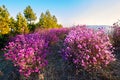 The blooming rhododendra sunrise Royalty Free Stock Photo