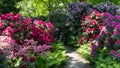 Blooming rhododendrons, Berlin, Germany