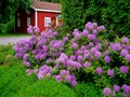 Blooming Rhododendron Royalty Free Stock Photo