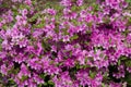 Blooming rhododendron