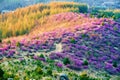 The blooming rhododendron dauricum and pinetrees sunrise Royalty Free Stock Photo