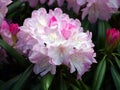 Blooming Rhododendron degronianum Carriere Royalty Free Stock Photo