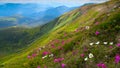 Blooming rhododendron field on mountain Hoverla. Royalty Free Stock Photo