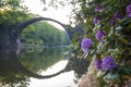 Blooming rhododendron flowers in a park in Kromlau, germany, devil bridge in the background