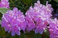 Blooming rhododendron flowers in pink Royalty Free Stock Photo