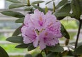 Rhododendron of the Karlis species.