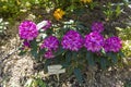 Blooming rhododendron of the Kazimierz Odnowiciel Royal Violet variety