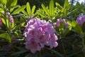 Blooming rhododendron of the Kazimierz Odnowiciel Royal Violet variety