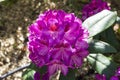 Blooming rhododendron of the Kazimierz Odnowiciel Royal Violet variety