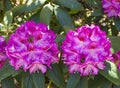 Blooming rhododendron of the Kazimierz Odnowiciel Royal Violet variety