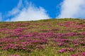 Blooming Rhododendron on mountain plateau