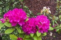 Blooming rhododendron