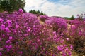 The blooming rhododendron simsii Royalty Free Stock Photo