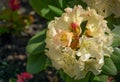Blooming Rhododendron yakushimanum `Golden Torch` shrub. Close-up of beautiful light cream flowers. Rhododendron