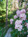 Blooming rhododendrons.