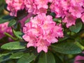 Blooming rhododendrons.