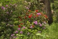 Blooming rhododendrons creating a colage of vibrant colors.