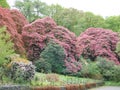 Blooming Rhododendrons in the gardens designed by John Ruskin at the Brantwood Museum in the Lake District Royalty Free Stock Photo