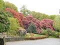 Blooming Rhododendrons in the gardens designed by John Ruskin at the Brantwood Museum in the Lake District Royalty Free Stock Photo