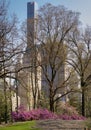 Blooming Rhododendrons in Spring, Central Park, New York