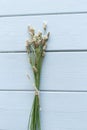 Blooming Ribwort Plantain, Plantago lanceolata narrow-leaf plantain, ribleaf herb isolated on a blue background. Ribwort