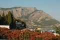 Blooming Riviera: Croatian Seascape with Vibrant Flowers