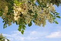 Blooming robinia branches in sunlight