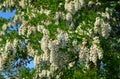 Blooming robinia pseudoacacia in early summer.