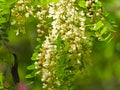the blooming Robinia pseudoacacia