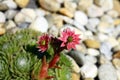 Blooming rock garden in nature