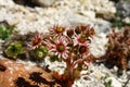 Blooming rock garden in nature