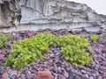 Blooming rocky coast of southern Sardinia, Italy