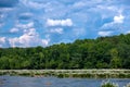 Blooming Rocky Shoal Spider Lilies on the Catawba River