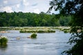 Blooming Rocky Shoal Spider Lilies on the Catawba River