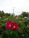 Rosa canina Dogrose flowers on a city street.