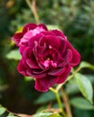 Blooming Rosa Purple Burgundy Ice English Rose Bush in summer garden Royalty Free Stock Photo