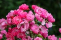 Blooming rose Angel bush in the garden