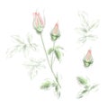 The Blooming Rose. Awesome single flower and botanical elements. Watercolour illustration of blossom roses.