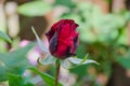 Blooming rose bud