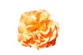 Blooming rose bud with peach color petals isolated on white background Royalty Free Stock Photo