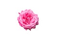 Blooming rose bud with pink color petals isolated on white background Royalty Free Stock Photo