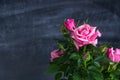 Blooming rose buds on a chalk board background