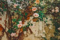 Blooming Rose bush against a dilapidated stone wall.