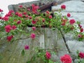 Blooming rose bush climbing up wall of rustici, traditional stone house in Verzasca valley. Ticino, Switzerland. Royalty Free Stock Photo