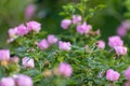 Blooming rose bush, many small flowers