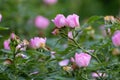 Blooming rose bush, many small flowers