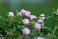 Blooming rose bush, many small flowers