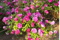 Blooming rose bush with pink rose flowers blossom close-up photo. Floral natural background texture. Nature beauty Royalty Free Stock Photo